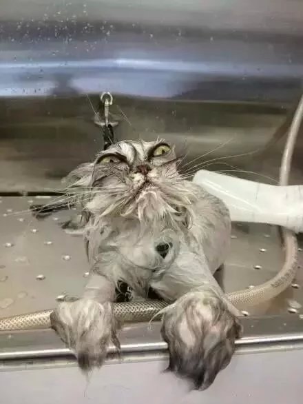 一组图告诉你猫主子为什么不喜欢洗澡！
