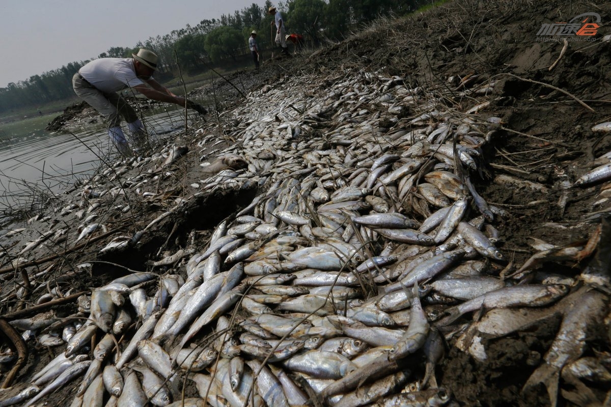 中国水污染有多严重?看看这些图片