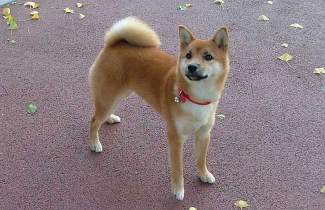 价值1.2万的日本国宝级名犬柴犬竟然是起源于中华田园犬