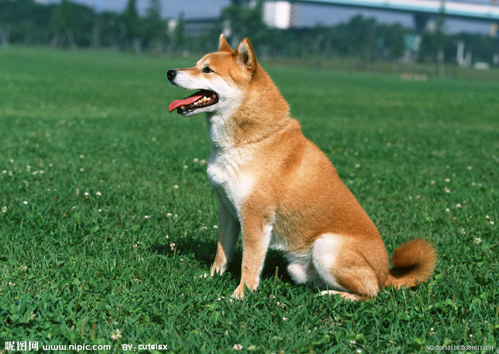 价值1.2万的日本国宝级名犬柴犬竟然是起源于中华田园犬