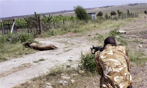 肯亚狮逃脱野生公园咬伤人 「太有野性」被射杀