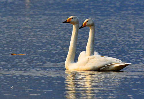 一年一度的黄河旅游节，荷兰大黄鸭将亮相三门峡