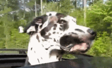 首次开车带狗狗去兜风，结果它的表现吓到我了，这果然是在兜风！