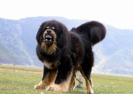 世界海拔最高青藏高原上的牧羊犬：西藏牧羊犬，霸气凌然