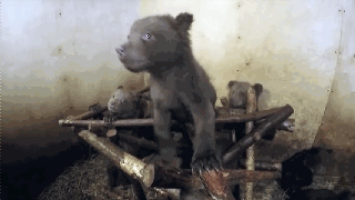这肯定是你见过最小的熊，救下一窝小狗一样大小的熊