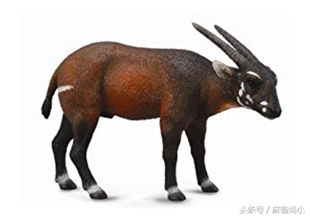 地球5种濒临绝灭的动物，其中有3种生活在我国