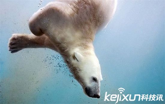 动物趣闻！两松鼠抢食功夫PK 北极熊爱上游泳-第5张图片-大千世界