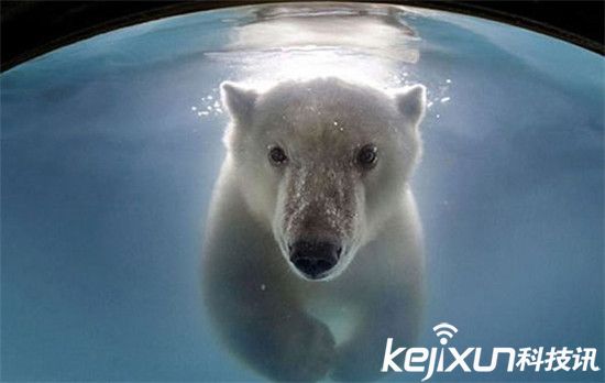 动物趣闻！两松鼠抢食功夫PK 北极熊爱上游泳-第4张图片-大千世界
