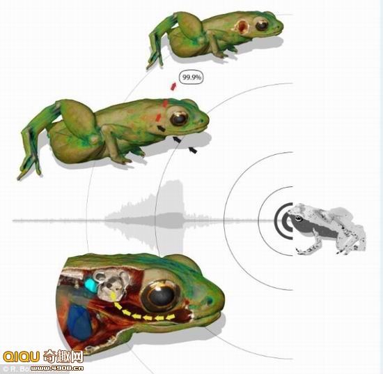 非洲微型青蛙具有独特听觉