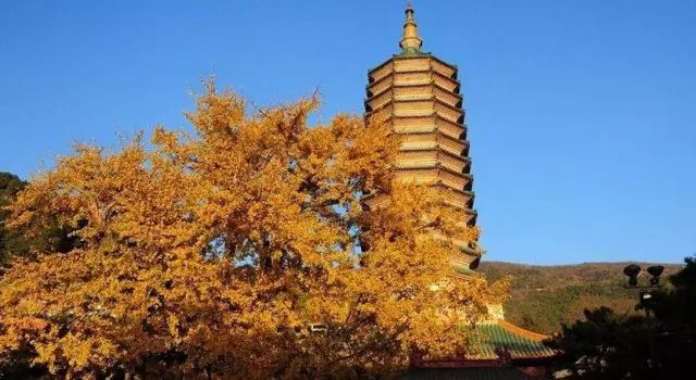 北京这里的银杏林已是金黄一片了，美得犹如仙境！