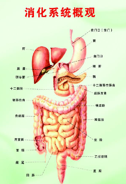 胃肠神经官能症，究竟是种什么病？