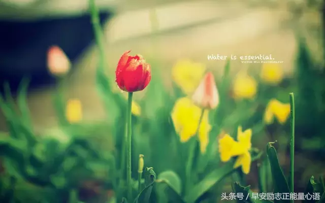 送给对方不珍惜的句子 给不重视我的人的句子图片