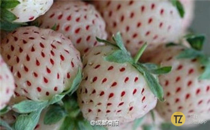 即将面世的新型水果，真的不是得了白化病的草莓吗
