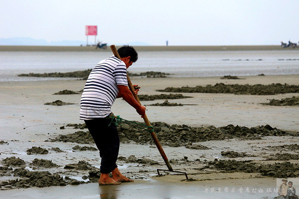 中国第一大滩上的海星萌呆了
