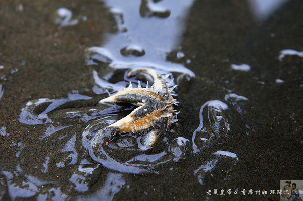 中国第一大滩上的海星萌呆了