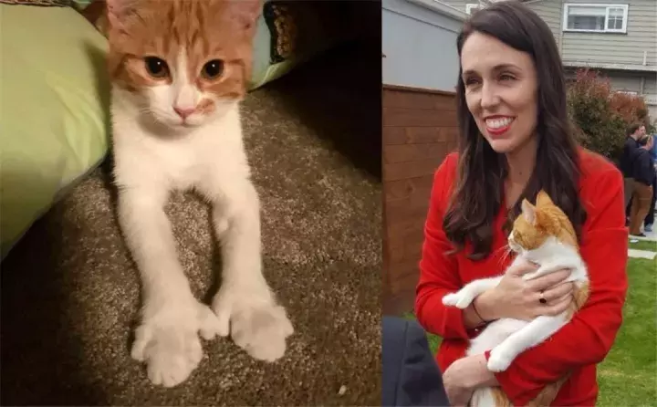 新西兰美女总理还没上任，她的猫先成了网红！｜24h宠物情报
