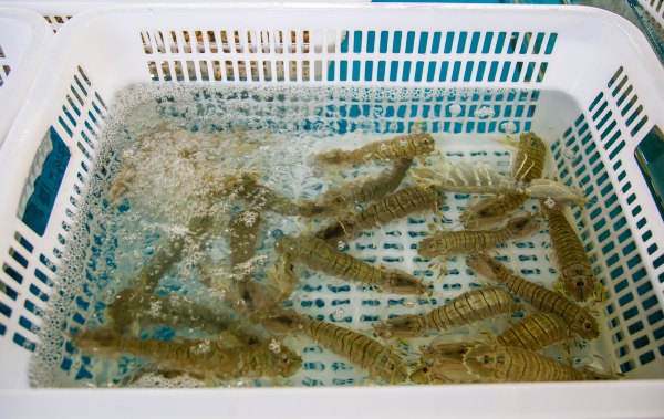 距离市区不到10km，这才是三亚最大的海鲜市场