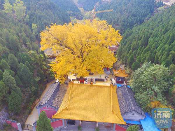 济南千年银杏一树黄，深山古寺无人识