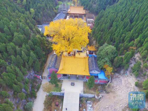 济南千年银杏一树黄，深山古寺无人识