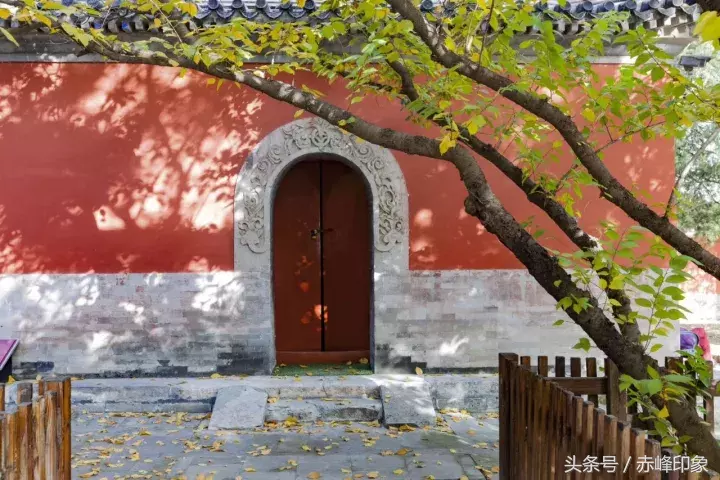 北京大觉寺又到银杏泛黄时，满眼金色，穿越千年……