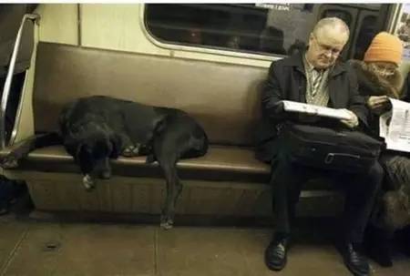 心酸狗狗每天按时乘坐地铁出行，背后原因让人心疼