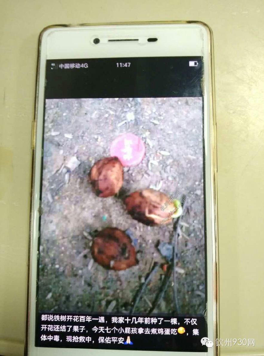 大寺镇石马村7个小孩吃了百年一遇的铁树果集体中毒