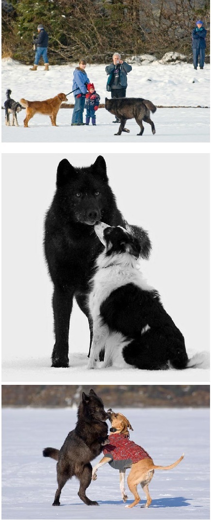 一只与人和狗和平共处的野狼