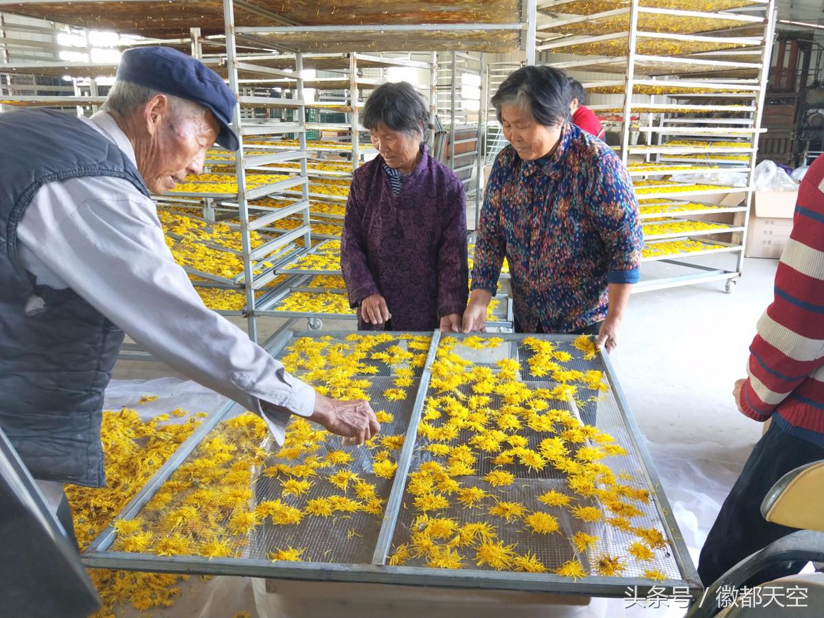 菊花烘干加工