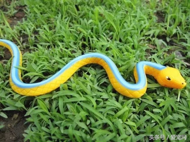 上班族养什么宠物可行性比较高？简述八种适合上班族的宠物
