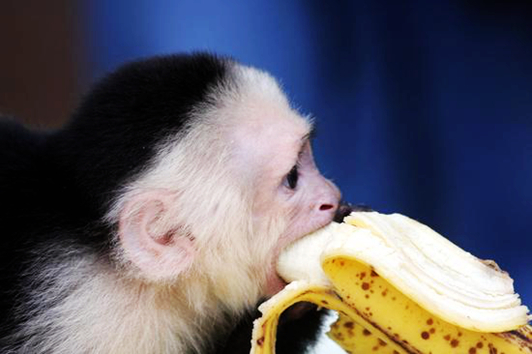 你知道自然界十大猴子之最分别是哪十种猴子吗？