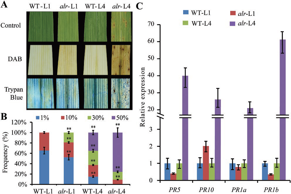 万建民院士研究团队揭示dCMP脱氨酶在