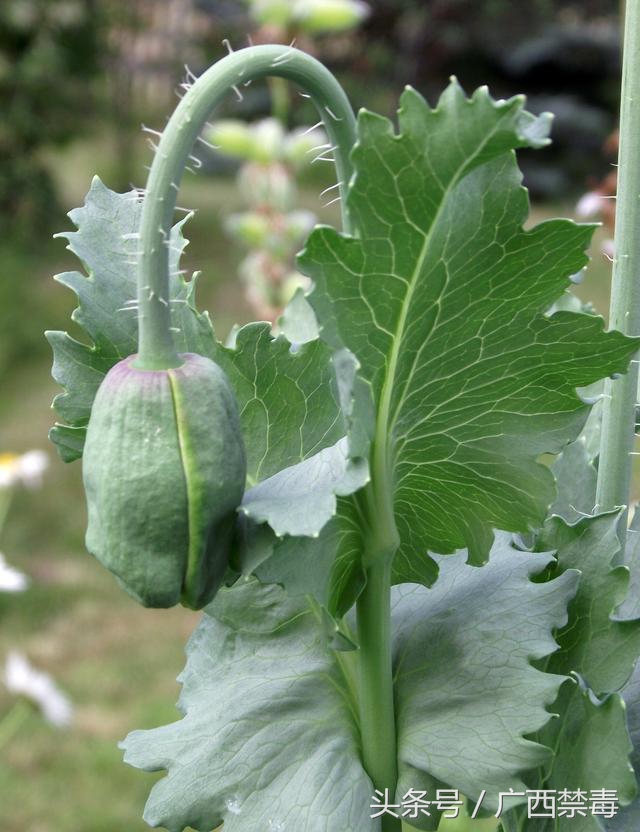 而虞美人和野罂粟(冰岛罂粟)茎叶上都带着细细的绒毛.