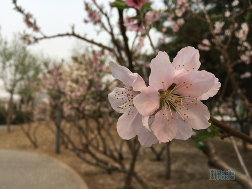 太过关键向的小屏手机 iPhone SE测评