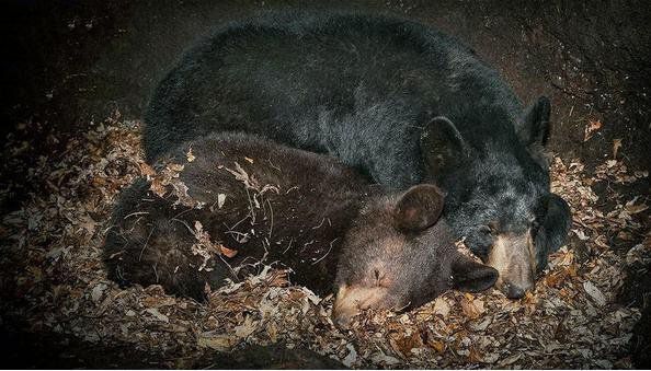 地球上15大冬天冬眠的动物，最后一种一生3/4的时间都在睡觉