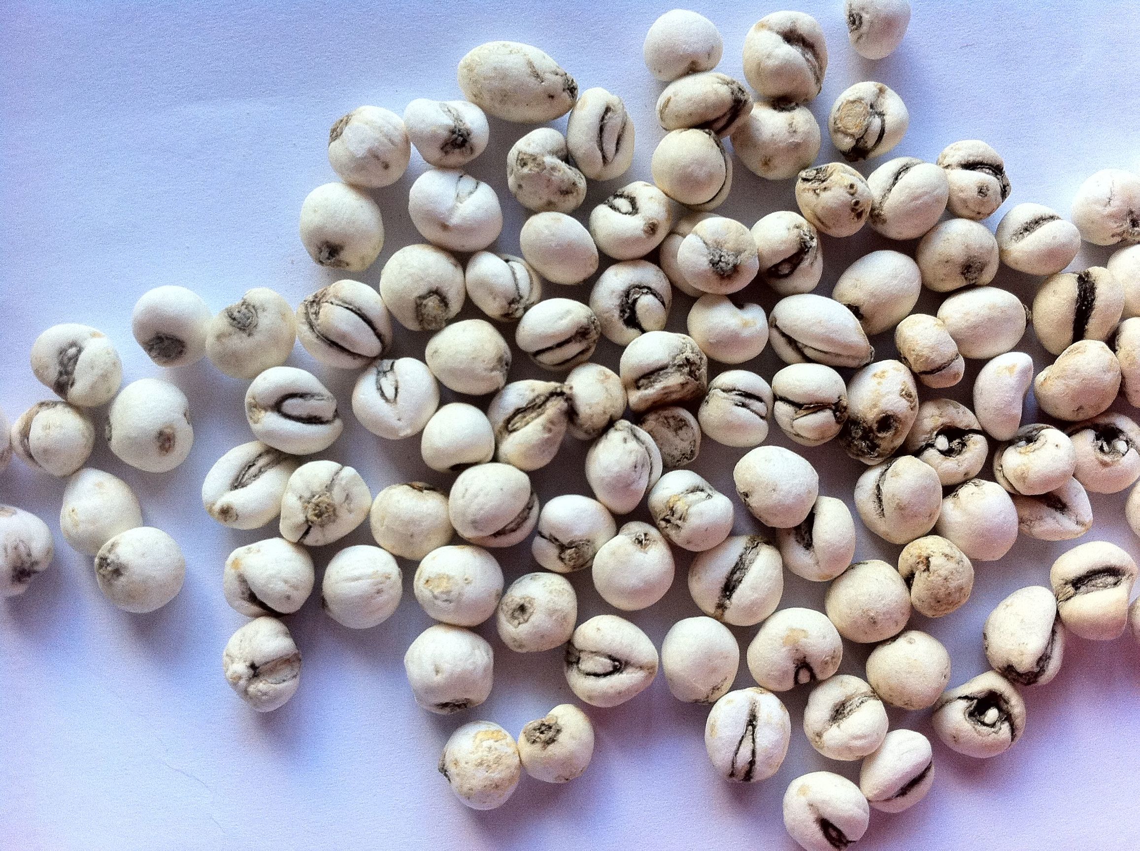 化痰止咳平喘类中草药大全汇总,收藏吧