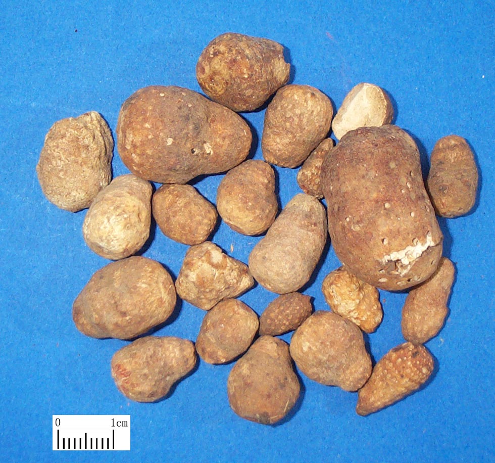 化痰止咳平喘类中草药大全汇总,收藏吧