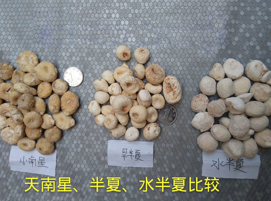 化痰止咳平喘类中草药大全汇总,收藏吧