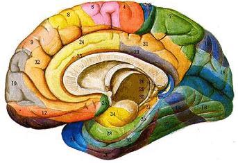 人类大脑的生理构造及功能分区