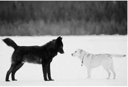 一只与人和狗和平共处的野狼