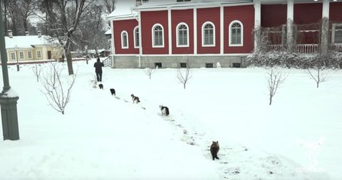 跟在神职者身后排队祈福 俄罗斯猫咪们好虔诚