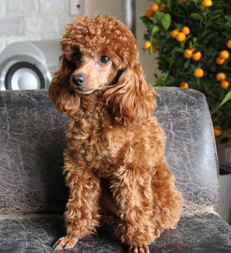 贵宾犬和泰迪犬的区别这种超大型泰迪犬非喜欢女孩