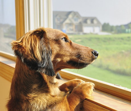 狗狗在家无肆破坏家居，你有注意过狗狗的分离焦虑症吗？