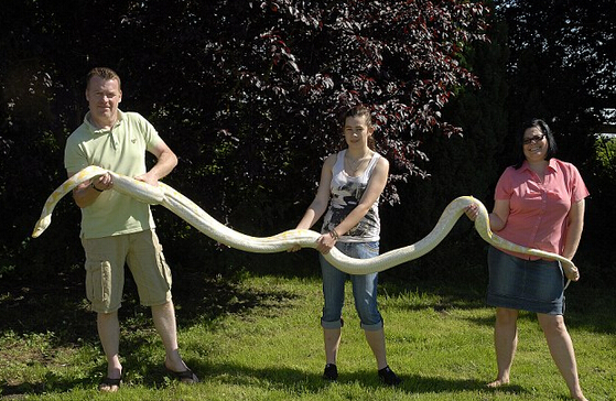 女孩养5米黄金蟒，当蟒蛇趴在女孩身上，女孩拿蛇时，简直吓人！