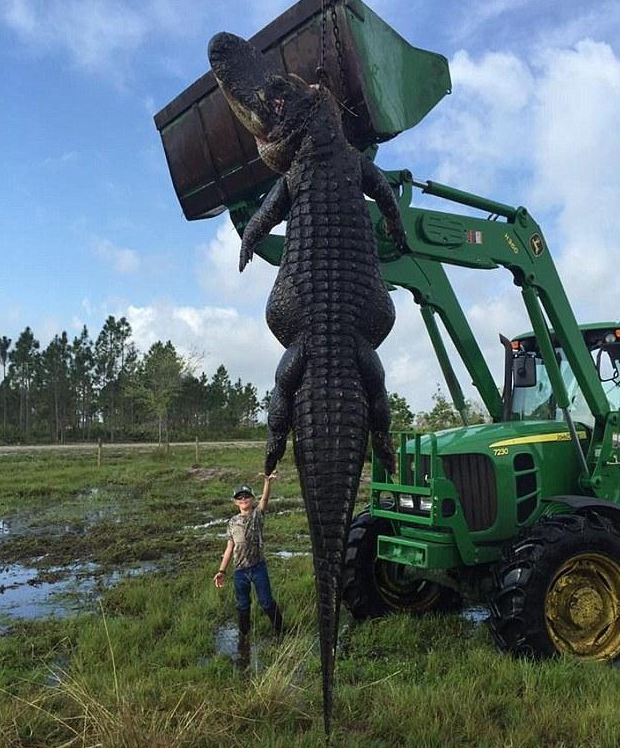 潜伏4天，美国农场主射杀4.5米巨鳄，简直像史前生物！
