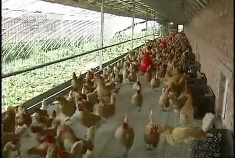 大棚-鸡-蔬菜循环养殖新模式