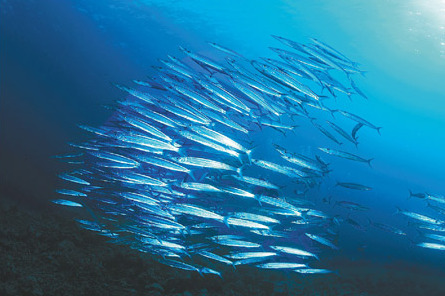 渔业合作与海洋保护或成南海局势缓和试验田