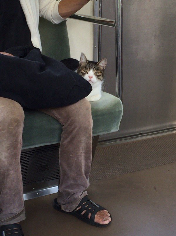 日本这只猫咪已经长达三年自己坐地铁出门玩乐