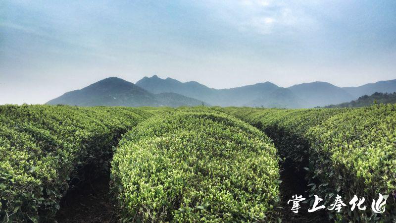 浙江奉化春季红茶陆续上市 品质在宁波市中名列前茅