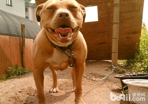 这条狗叫加纳利犬，在凶猛犬种排行榜上名列第3，多国禁养...