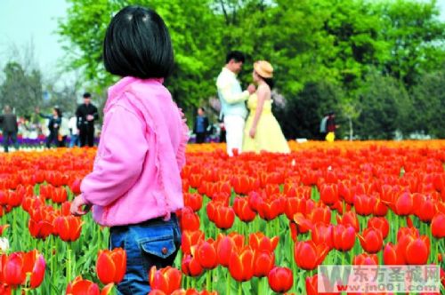 高新区38万株郁金香优雅绽放 四月的济宁春意盎然
